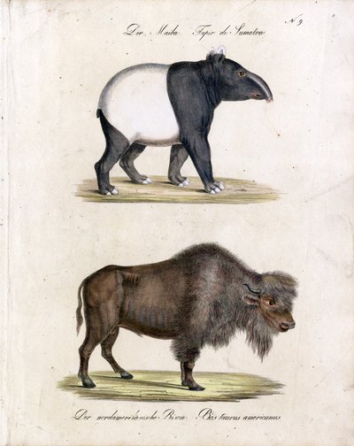 Malaysisk tapir og amerikansk bison (print) af Karl Joseph Brodtmann