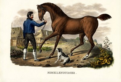 Mecklenburger Hest, 1824 af Karl Joseph Brodtmann