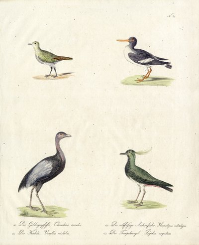 Indfødte vade- og løbefugle (print) af Karl Joseph Brodtmann