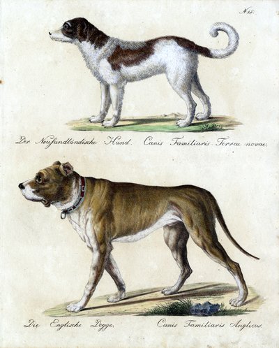 Newfoundlandshund og engelsk mastiff (print) af Karl Joseph Brodtmann