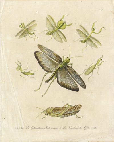 Knælere og græshopper (print) af Karl Joseph Brodtmann