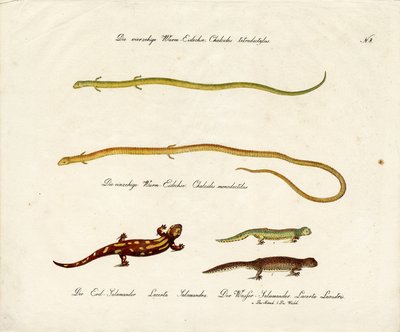 Salamandere og skinks (print) af Karl Joseph Brodtmann