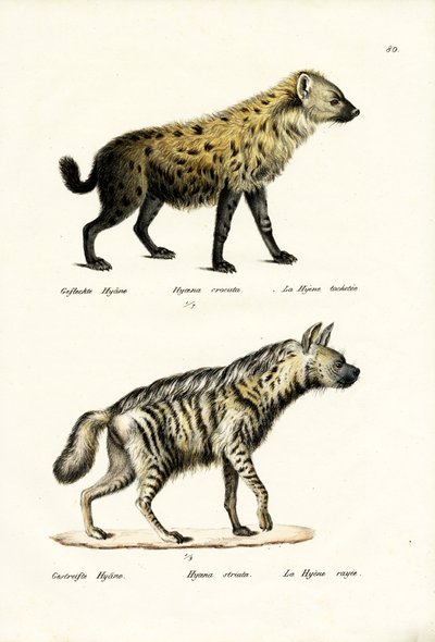 Plettet Hyaena, 1824 af Karl Joseph Brodtmann