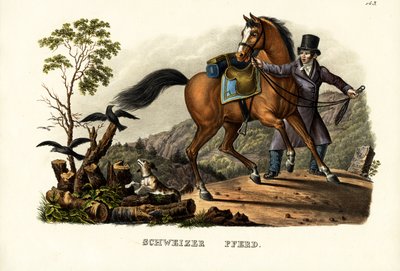 Schweizisk hest, 1824 af Karl Joseph Brodtmann