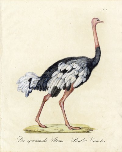Den afrikanske struds (print) af Karl Joseph Brodtmann