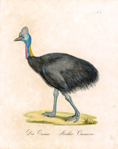 Kasuaren (print) af Karl Joseph Brodtmann