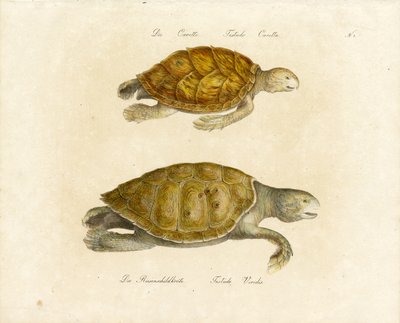 Den uægte og den grønne havskildpadde (print) af Karl Joseph Brodtmann