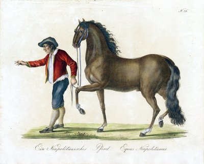 Den napolitanske hest (print) af Karl Joseph Brodtmann