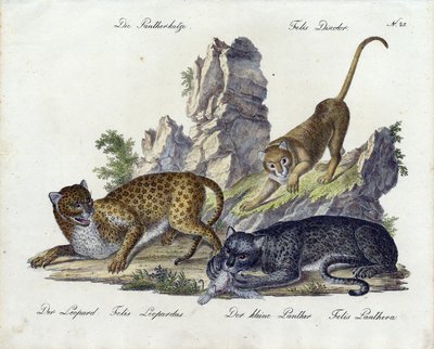 Panterkatten med leopard og lille panter (print) af Karl Joseph Brodtmann