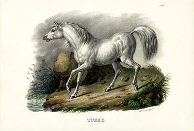 Tyrkisk hest, 1824 af Karl Joseph Brodtmann