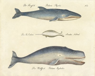 Forskellige hvalarter (print) af Karl Joseph Brodtmann