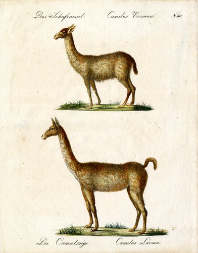 Vicuña og lama (print) af Karl Joseph Brodtmann