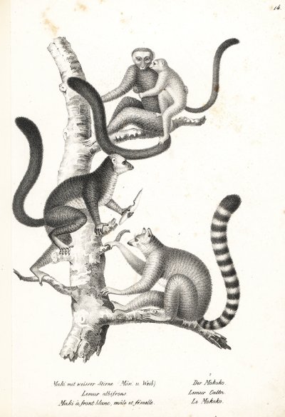 Hvidhovedlemur, Eulemur albifrons, han og hun, truet 1, og ringhalelemur, Lemur catta, truet 2. Litografi af Karl Joseph Brodtmann fra Heinrich Rudolf Schinz