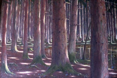 Skov af gran af Karl Lambrecht