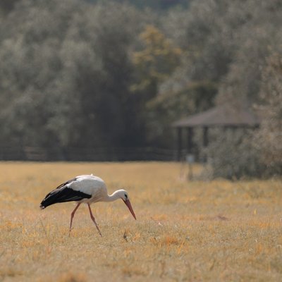 Heron Pagoda, 2021 (foto) af Katha Wood