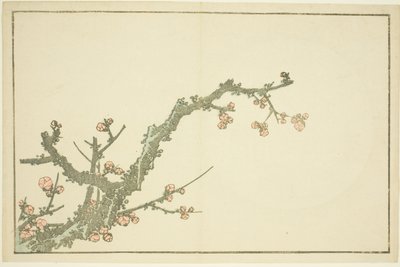 Blooming Plum Tree, fra The Picture Book of Realistic Paintings of Hokusai (Hokusai shashin gafu) af Katsushika Hokusai