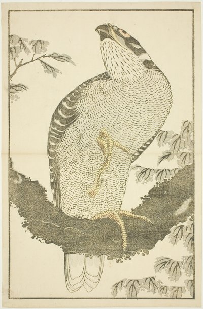Hawk, fra The Picture Book of Realistic Paintings of Hokusai (Hokusai shashin gafu) af Katsushika Hokusai
