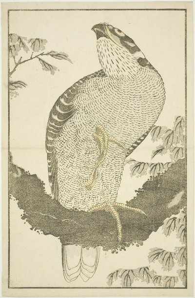 Hawk, fra The Picture Book of Realistic Paintings of Hokusai (Hokusai shashin gafu) af Katsushika Hokusai