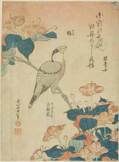 Japanese Grosbeak and Marvel of Peru (Ikaru, oshiroi no hana), fra en unavngiven serie af blomster og fugle af Katsushika Hokusai