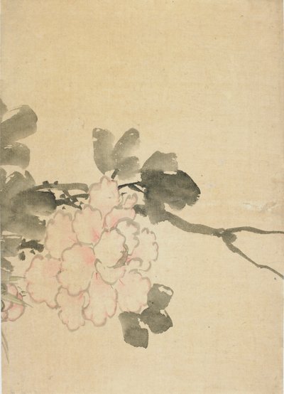 Pæon, slutningen af det 18.-begyndelsen af det 19. århundrede. af Katsushika Hokusai