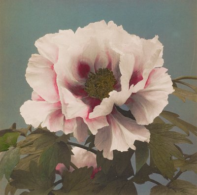 Træpæon af Kazumasa Ogawa