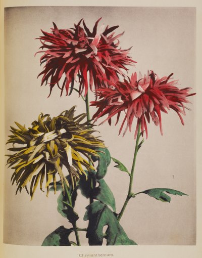 Krysantemum af Kazumasa Ogawa