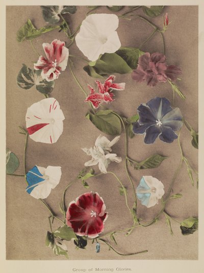 Gruppe af Morning Glories af Kazumasa Ogawa