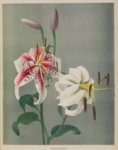 Lily af Kazumasa Ogawa