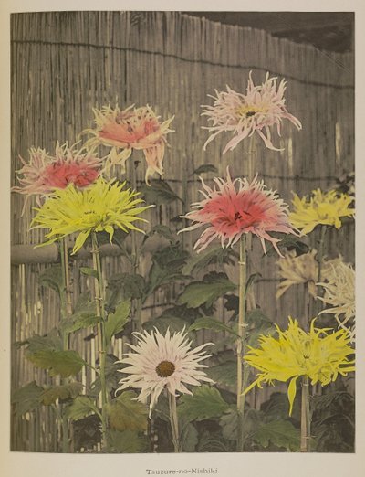 Tsuzure-no-Nishiki af Kazumasa Ogawa