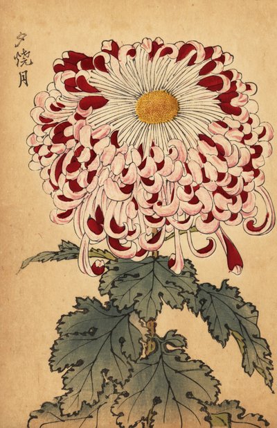 Hybrid crimson og hvid ske krysantemum., 1893 (gravering) af Keika Hasegawa