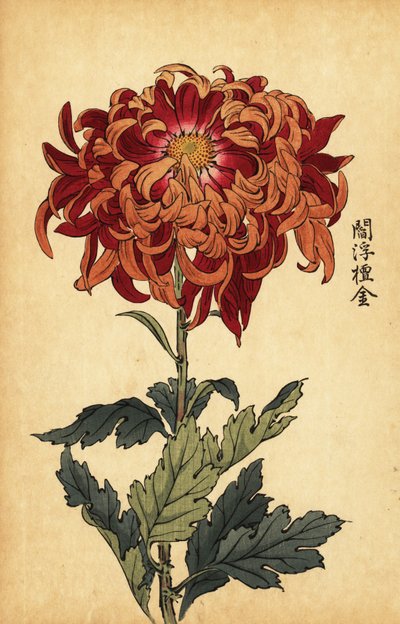 Hybrid orange og crimson krysantemum., 1893 (gravering) af Keika Hasegawa