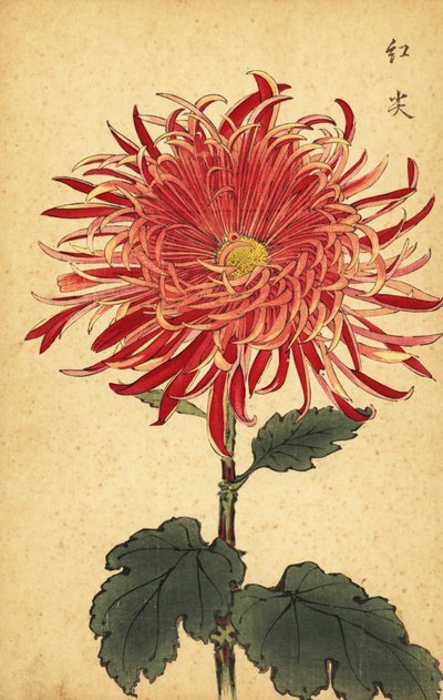 Hybrid pink og crimson krysantemum., 1893 (gravering) af Keika Hasegawa