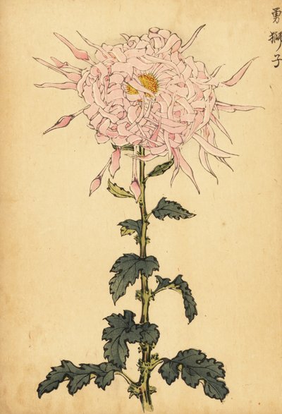 Hybrid pink edderkop krysantemum., 1893 (gravering) af Keika Hasegawa
