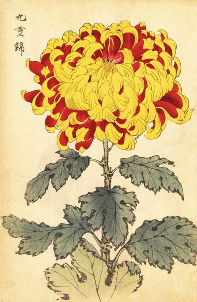 Hybrid skarlagenrød og gul krysantemum., 1893 (gravering) af Keika Hasegawa