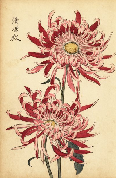 Hybrid broget pink og skarlagen edderkop krysantemum., 1893 (gravering) af Keika Hasegawa