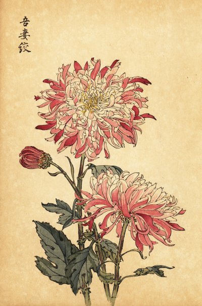 Hybrid broget hvid og pink krysantemum., 1893 (gravering) af Keika Hasegawa
