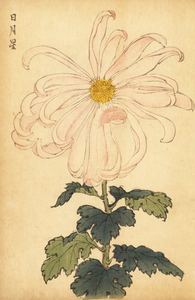 Hybrid hvid og pink krysantemum., 1893 (gravering) af Keika Hasegawa