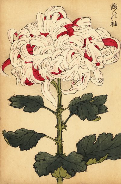 Hybrid hvid og skarlagen krysantemum., 1893 (gravering) af Keika Hasegawa