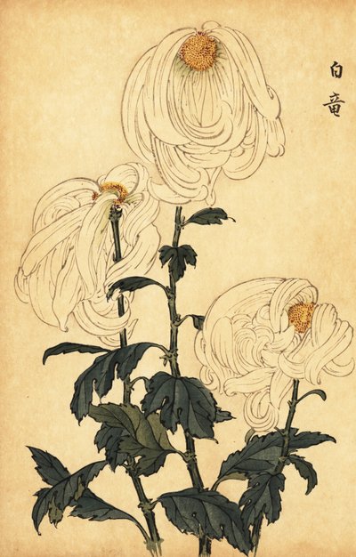 Hybrid hvid krysantemum., 1893 (gravering) af Keika Hasegawa
