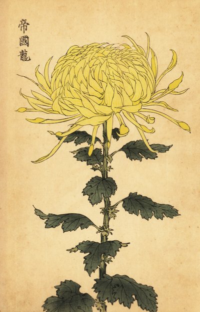 Hybrid gul krysantemum., 1893 (gravering) af Keika Hasegawa