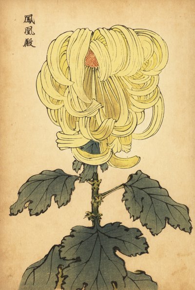 Hybrid gul incurve krysantemum., 1893 (gravering) af Keika Hasegawa