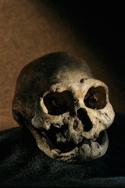 Homo erectus-kranium, tandløst, Dmanisi, Georgien Homo erectus-fundsted af Kenneth Garrett