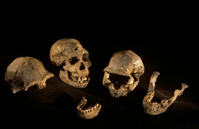 Kranier og underkæber fra Dmanisi, Dmanisi, Georgien Homo Erectus-lokalitet af Kenneth Garrett