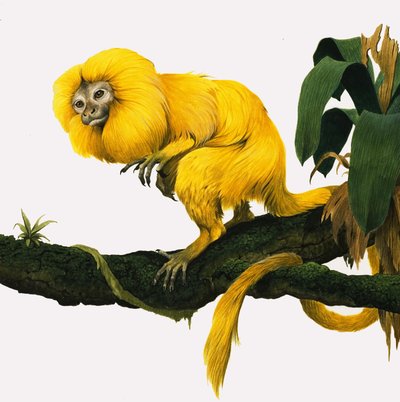 M for Marmoset af Kenneth Lilly