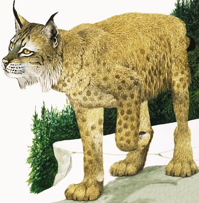 Lynxen af Kenneth Lilly