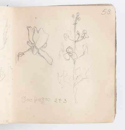 Skitsebogsside: Skitse af blomst af Kenyon Cox