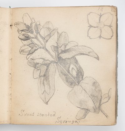 Skitsebogsside: Sweet Scented Syringa af Kenyon Cox