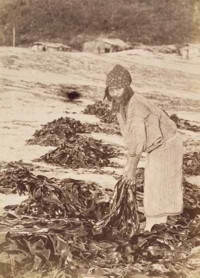 Ainu kvinde høster tang, ca. 1900 (albumin sølvtryk) af Kenzô Tamoto