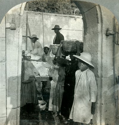 Cacao Fresh from the Pods, Dominica, B.W.I., 1893. af Keystone View Company