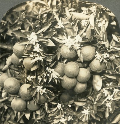 Appelsinblomster og modne appelsiner vokser på det samme træ, Californien, c1900. af Keystone View Company
